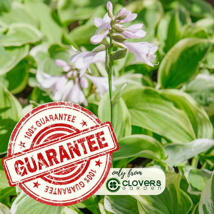 Hosta Francee | Two Live Plants | Non-GMO, Shade Perennial