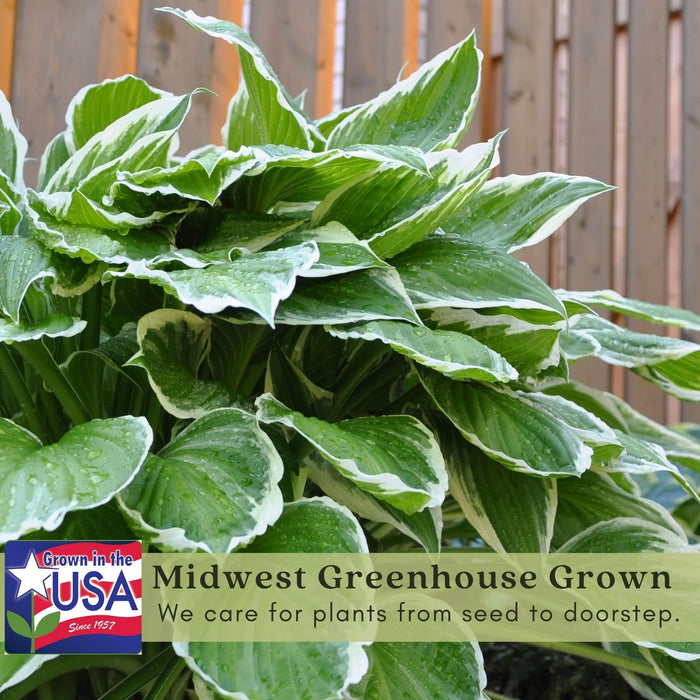 Hosta Francee | Two Live Plants | Non-GMO, Shade Perennial