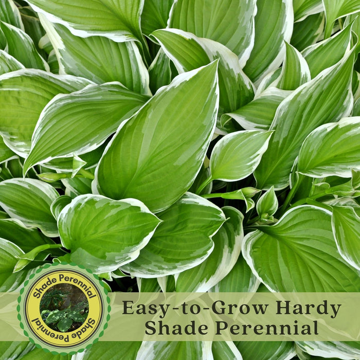 Hosta Francee | Two Live Plants | Non-GMO, Shade Perennial