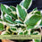 Hosta Francee | Two Live Plants | Non-GMO, Shade Perennial