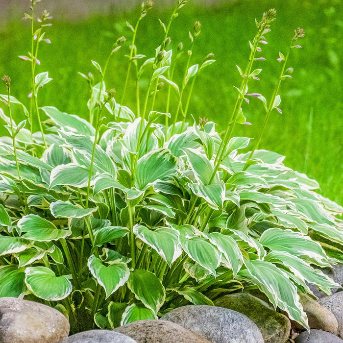 Hosta Francee | Two Live Plants | Non-GMO, Shade Perennial