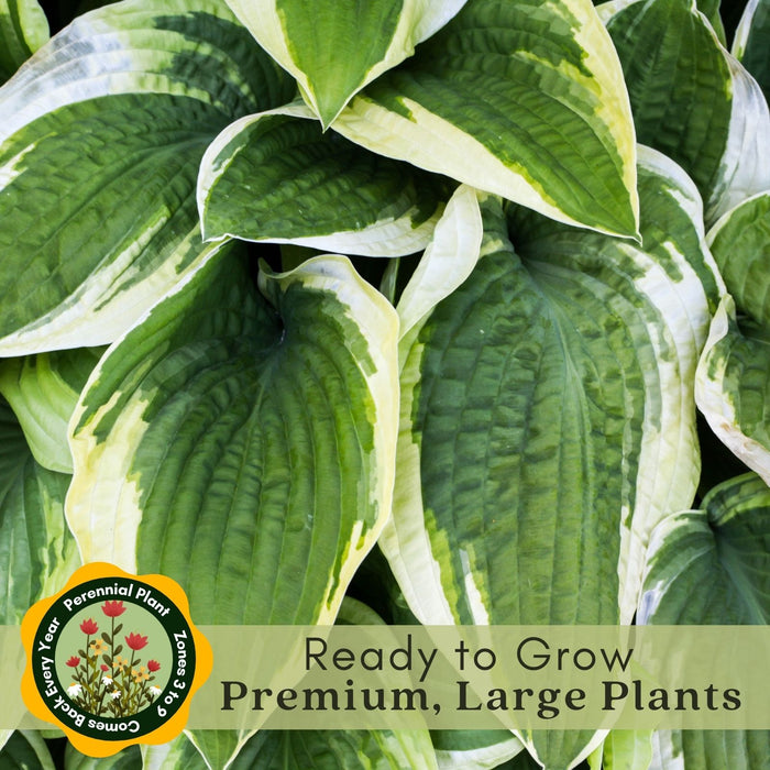 Hosta Francee | Two Live Plants | Non-GMO, Shade Perennial