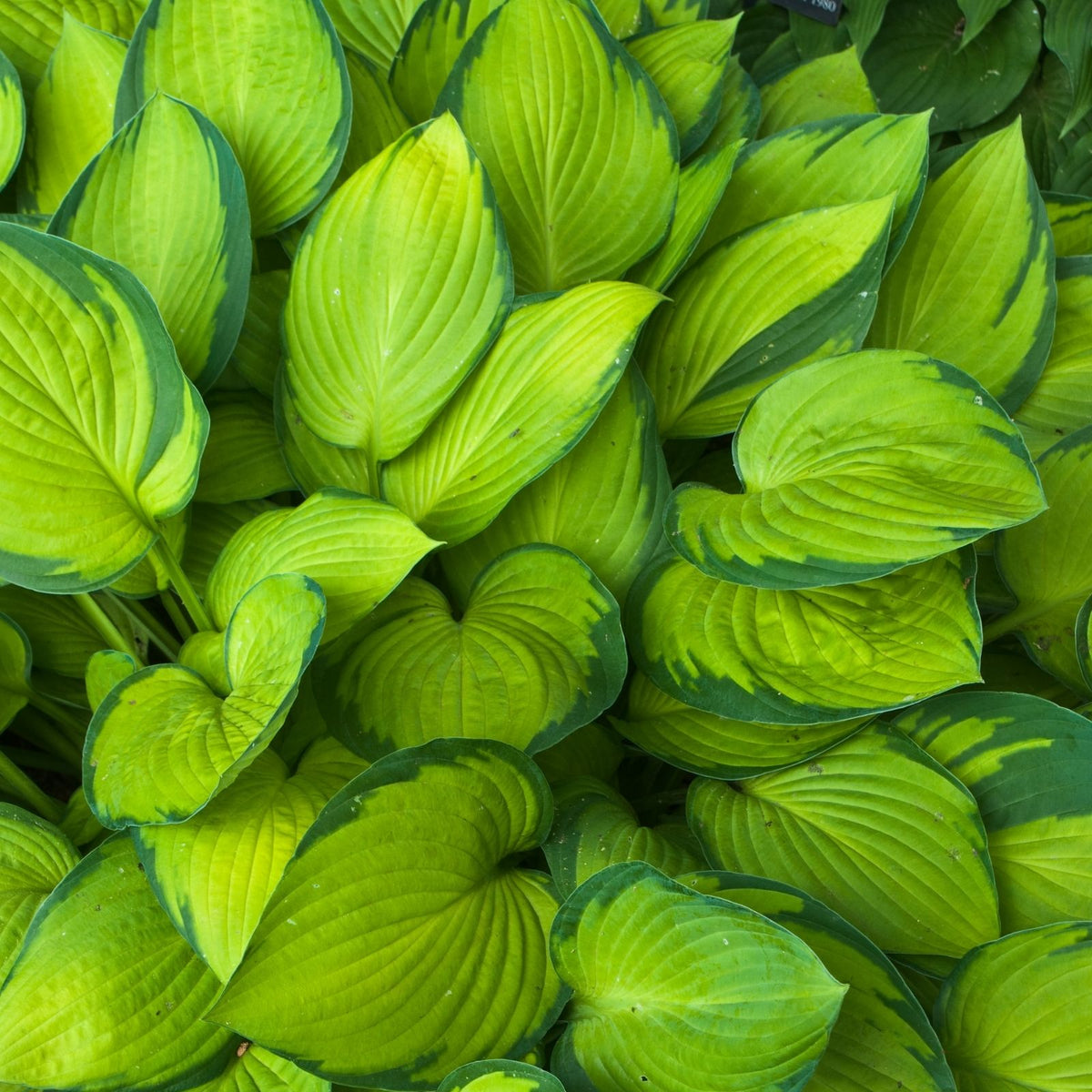 Hosta Guacamole | Two Live Plants | Non-GMO, Shade Plant — Clovers Garden