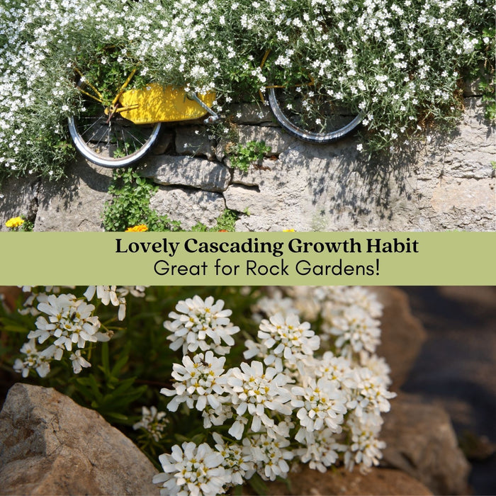 Candytuft (Iberis) | Two Live Perennial Plants | Non-GMO, Low Growth, Great for Edging & Rock Gardens, Pollinator Fave.