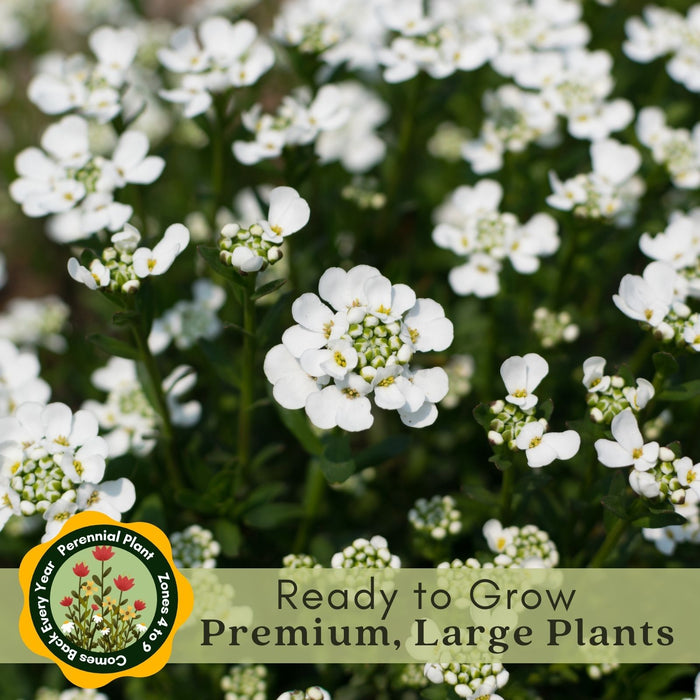 Candytuft (Iberis) | Two Live Perennial Plants | Non-GMO, Low Growth, Great for Edging & Rock Gardens, Pollinator Fave.