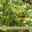 Italian Oregano | Two Live Herb Plants | Non-GMO, Mild Flavor, Dries Well