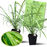 Lemongrass plants in 4-inch pots with Clovers Garden care guide