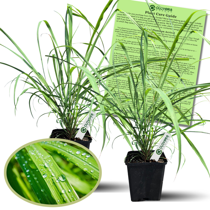 Lemongrass plants in 4-inch pots with Clovers Garden care guide