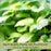 Lemon Balm (Melissa officinalis) | Two Live Garden Plants | Non-GMO, Bee Favorite, Perennial in Zones 4 to 9