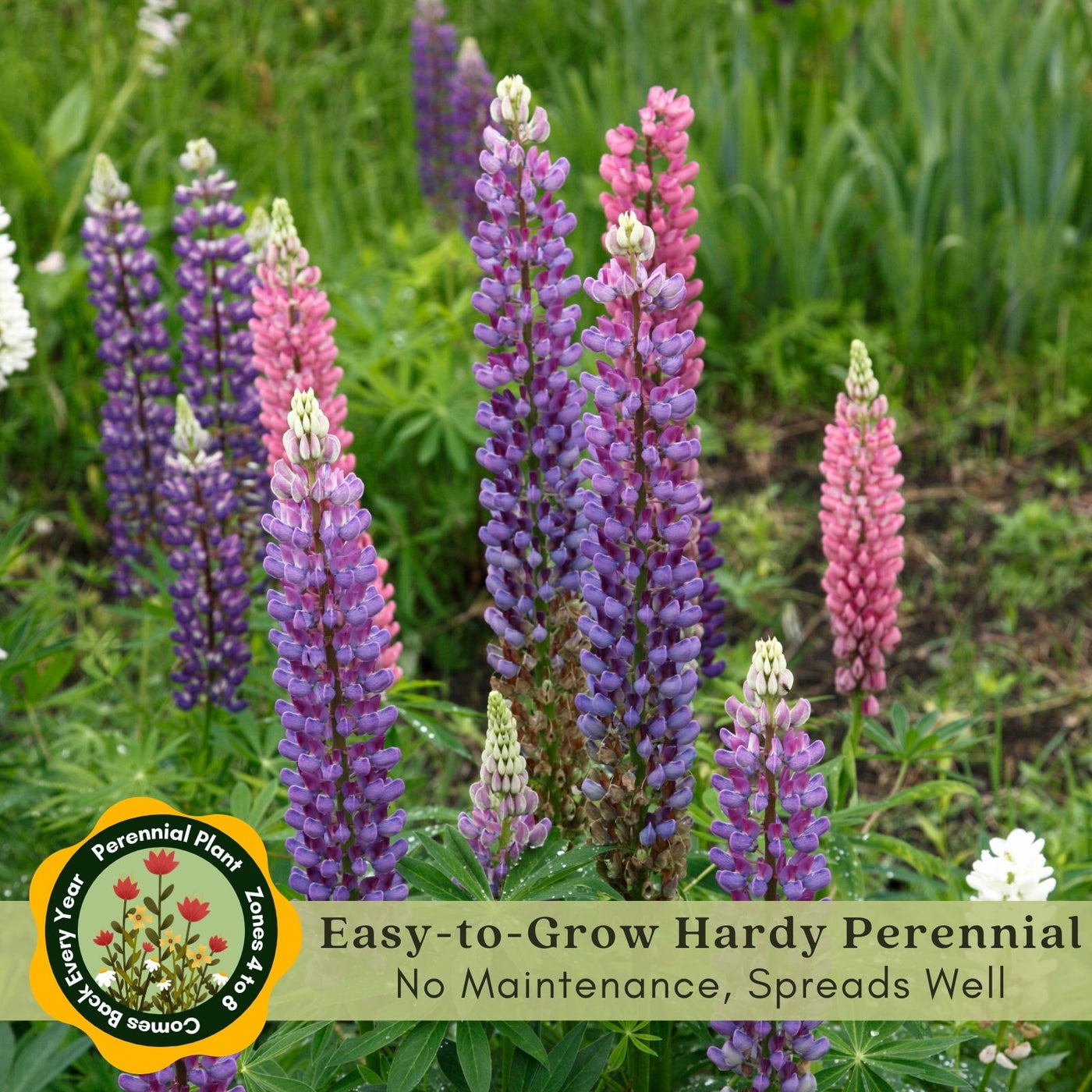 Lupine Gallery Mix (Lupinus) | Two Live Plants | Non-GMO, Perennial Fl ...