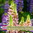 Lupine Gallery Mix (Lupinus) | Two Live Plants | Non-GMO, Perennial Flower