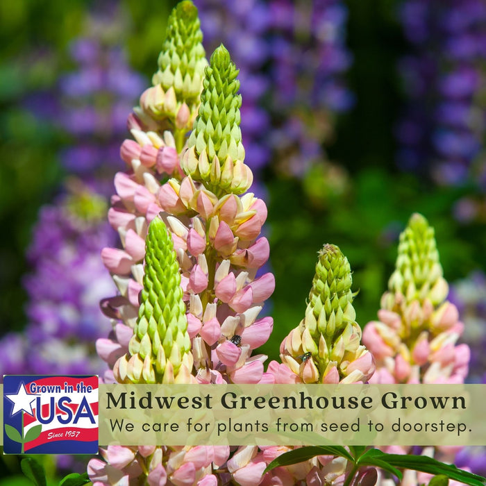 Lupine Gallery Mix (Lupinus) | Two Live Plants | Non-GMO, Perennial Flower