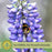 Lupine Gallery Mix (Lupinus) | Two Live Plants | Non-GMO, Perennial Flower