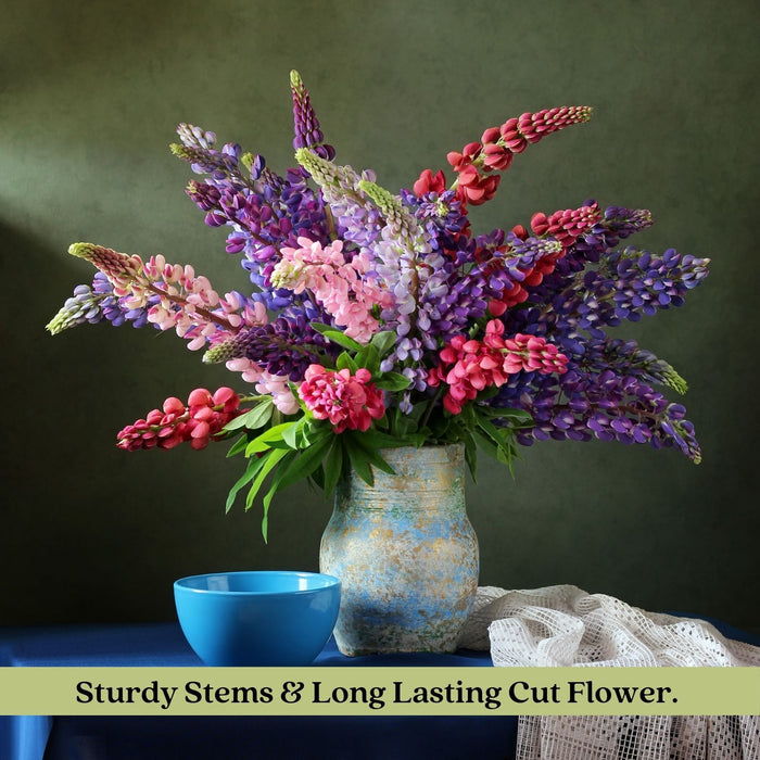 Lupine Gallery Mix (Lupinus) | Two Live Plants | Non-GMO, Perennial Flower