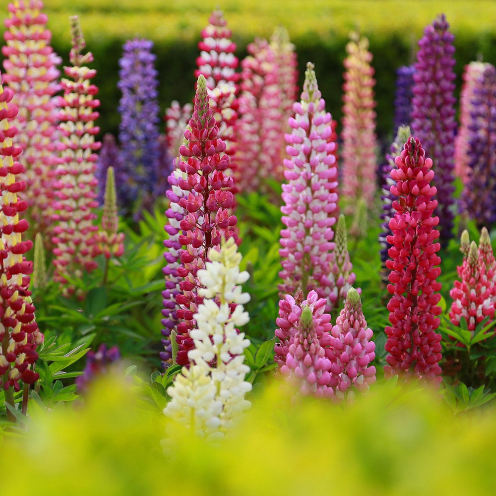 Lupine Gallery Mix (Lupinus) | Two Live Plants | Non-GMO, Perennial Flower