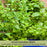 Sweet Marjoram | Two Live Herb Plants | Non-GMO, Use in Soups, Stews & Italian Dishes