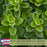 Sweet Marjoram | Two Live Herb Plants | Non-GMO, Use in Soups, Stews & Italian Dishes