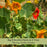 Variegated Nasturtium (Alaska) | Two Live Garden Plants | Non-GMO, Deliciously Edible, Trap Plant for Veggie Gardens!