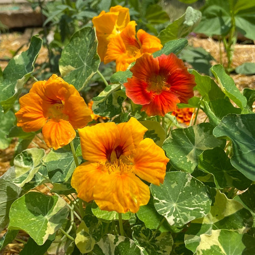 Variegated Nasturtium (Alaska) | Two Live Garden Plants | Non-GMO, Deliciously Edible, Trap Plant for Veggie Gardens!