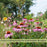 Backyard Prairie Garden Kit | Three Live Plants | Perennial Rudbeckia, Coreopsis, Echinacea