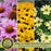 Backyard Prairie Garden Kit | Three Live Plants | Perennial Rudbeckia, Coreopsis, Echinacea