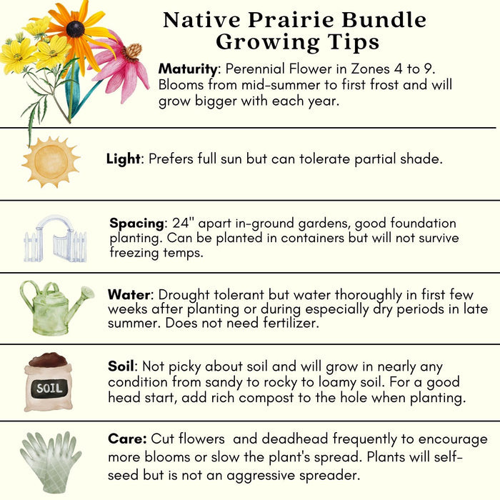 Backyard Prairie Garden Kit | Three Live Plants | Perennial Rudbeckia, Coreopsis, Echinacea