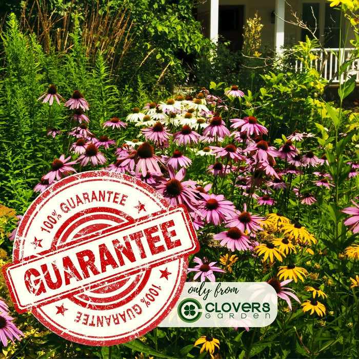 Backyard Prairie Garden Kit | Three Live Plants | Perennial Rudbeckia, Coreopsis, Echinacea