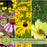 Backyard Prairie Garden Kit | Three Live Plants | Perennial Rudbeckia, Coreopsis, Echinacea