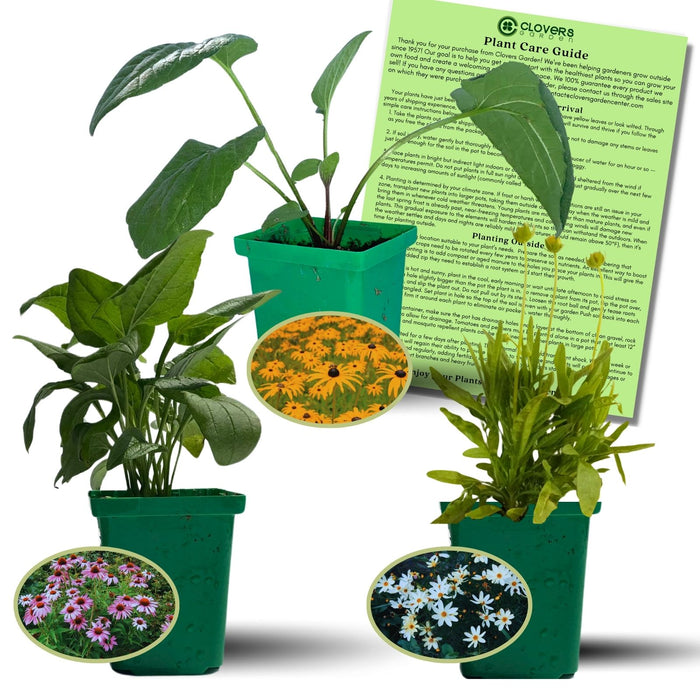 Backyard Prairie Garden Kit | Three Live Plants | Perennial Rudbeckia, Coreopsis, Echinacea