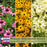 Backyard Prairie Garden Kit | Three Live Plants | Perennial Rudbeckia, Coreopsis, Echinacea