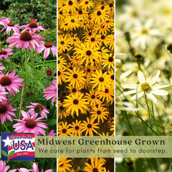 Backyard Prairie Garden Kit | Three Live Plants | Perennial Rudbeckia, Coreopsis, Echinacea