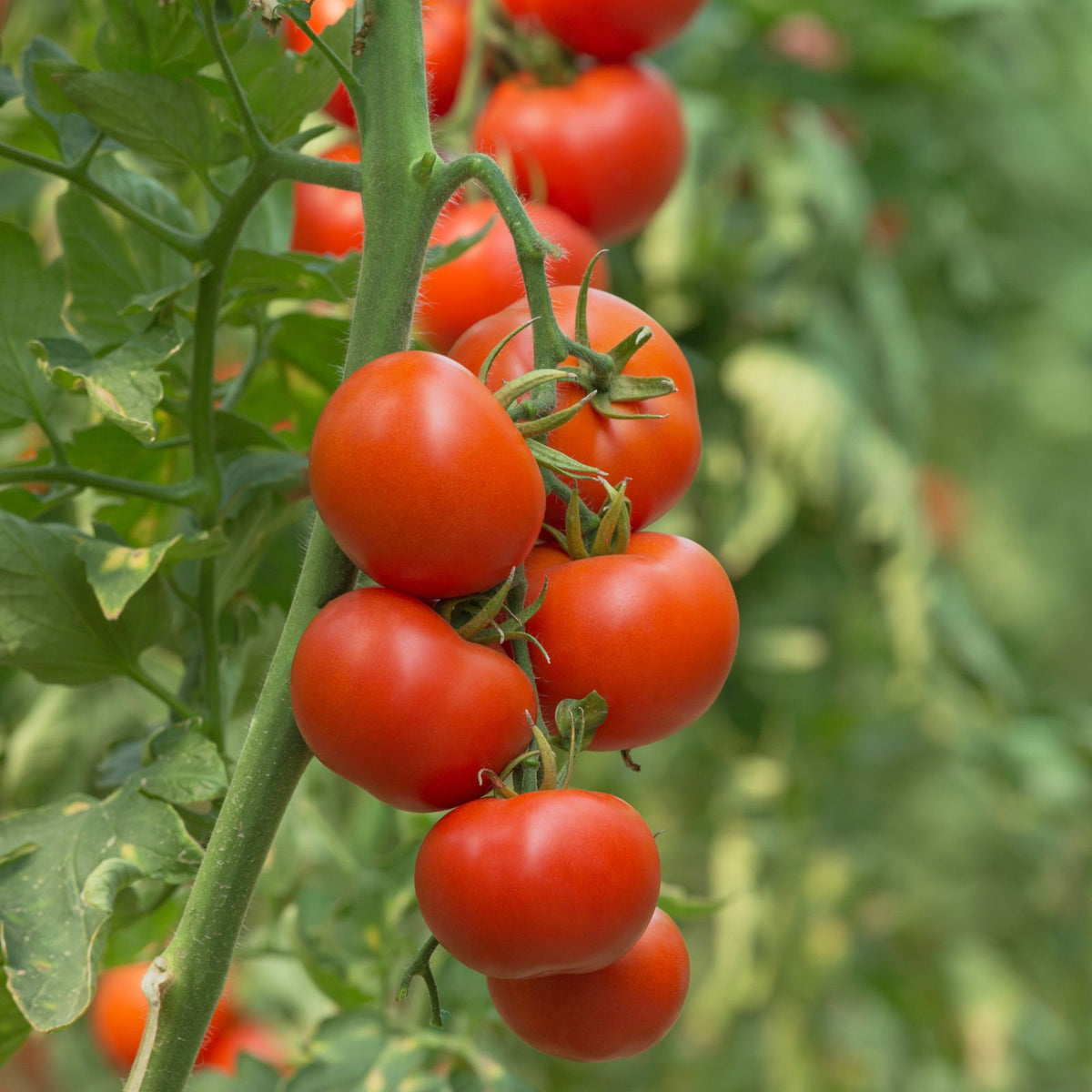 tomato plants patio pots Patio Tomato Plants | Two Live Garden Plant