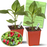 Ghost Pepper Bhut Jolokia live plants in 4-inch pots with care guide