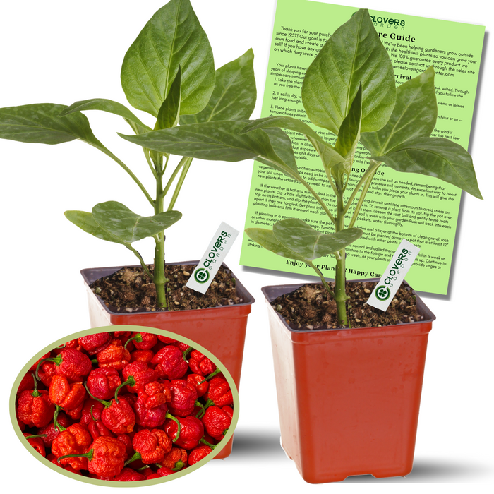 Carolina Reaper live plants in 4-inch pots with care guide