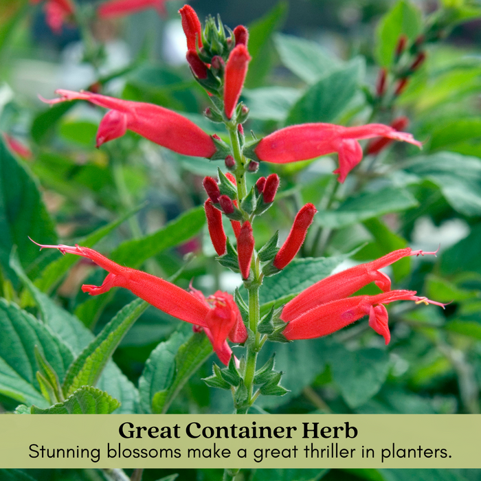 Pineapple Sage | Two Live Herb Plants | Non-GMO, Pollinator Favorite, Gorgeous Red Blossoms