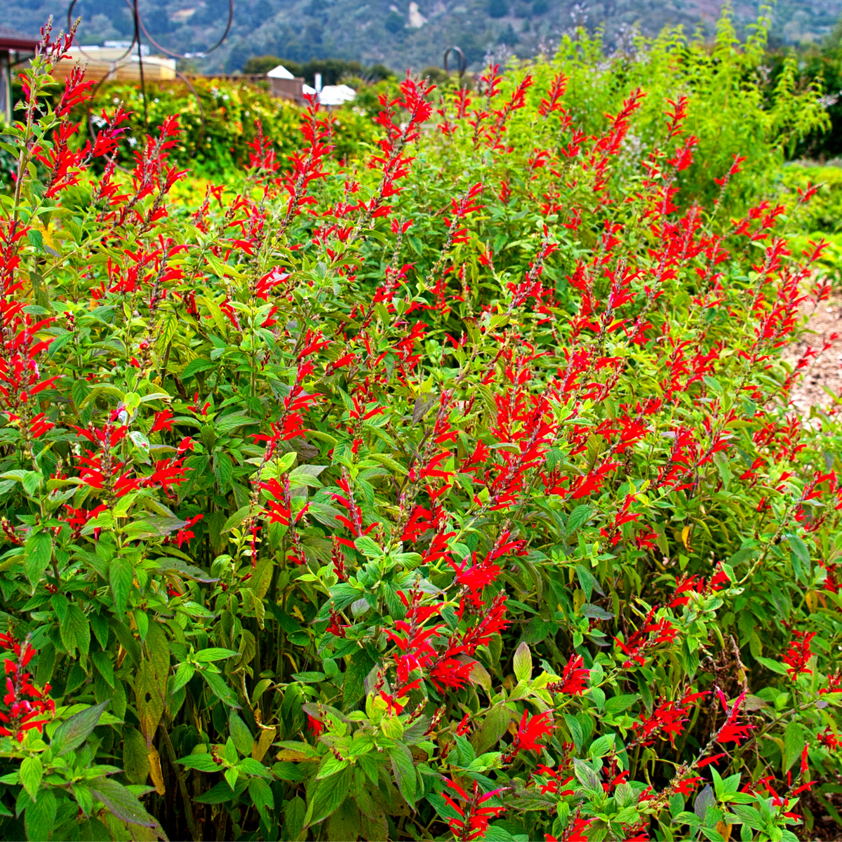 pineapple sage plant size Pineapple Sage | Two Live Herb Plants