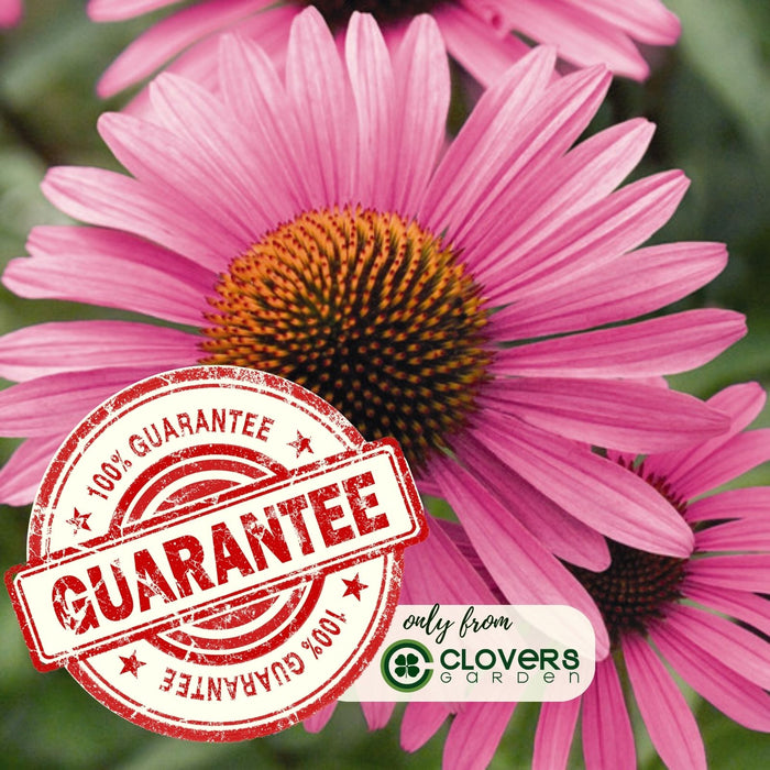 Coneflower (Echinacea) Primadonna Deep Rose | Two Live Plants | Hardy Flowering Perennial