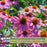 Coneflower (Echinacea) Primadonna Deep Rose | Two Live Plants | Hardy Flowering Perennial