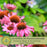 Coneflower (Echinacea) Primadonna Deep Rose | Two Live Plants | Hardy Flowering Perennial