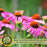 Coneflower (Echinacea) Primadonna Deep Rose | Two Live Plants | Hardy Flowering Perennial