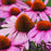 Coneflower (Echinacea) Primadonna Deep Rose | Two Live Plants | Hardy Flowering Perennial