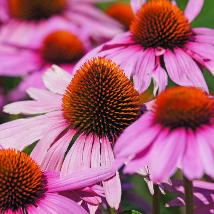 Coneflower (Echinacea) Primadonna Deep Rose | Two Live Plants | Hardy Flowering Perennial