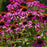 Purple Coneflower (Echinacea purpurea) in bloom