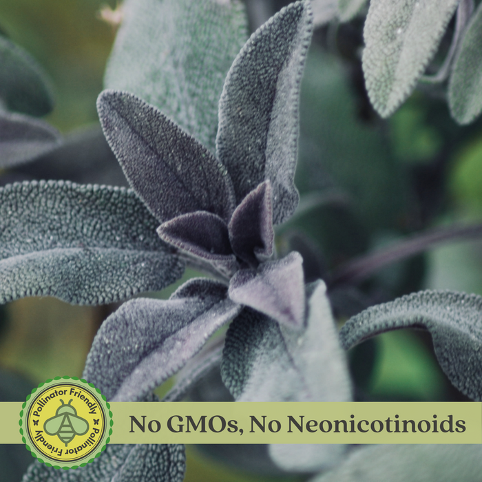 Purple Sage | Two Live Herb Plants | Non GMO, Pollinator Favorite, Deer Repellent