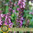 Salvia | Two Live Plants | Non-GMO, Hardy Flowering Perennial, Hummingbird Favorite