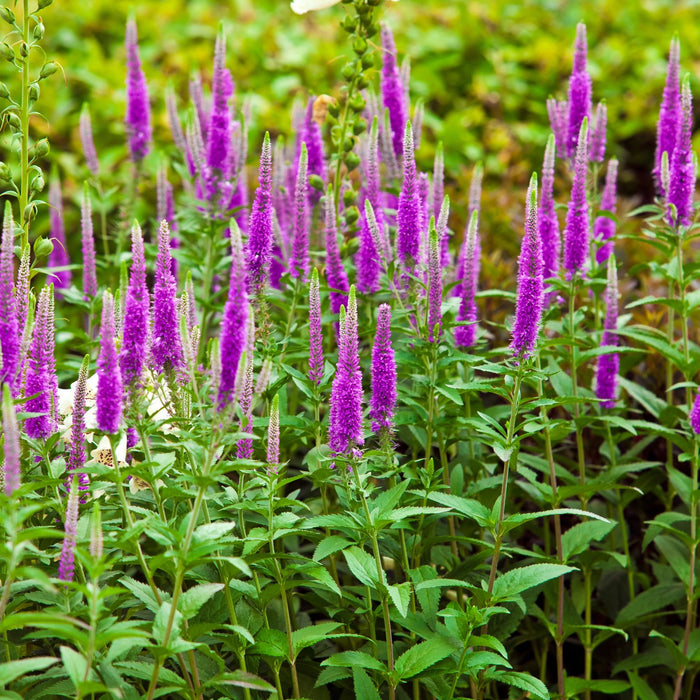 Salvia | Two Live Plants | Non-GMO, Hardy Flowering Perennial, Hummingbird Favorite