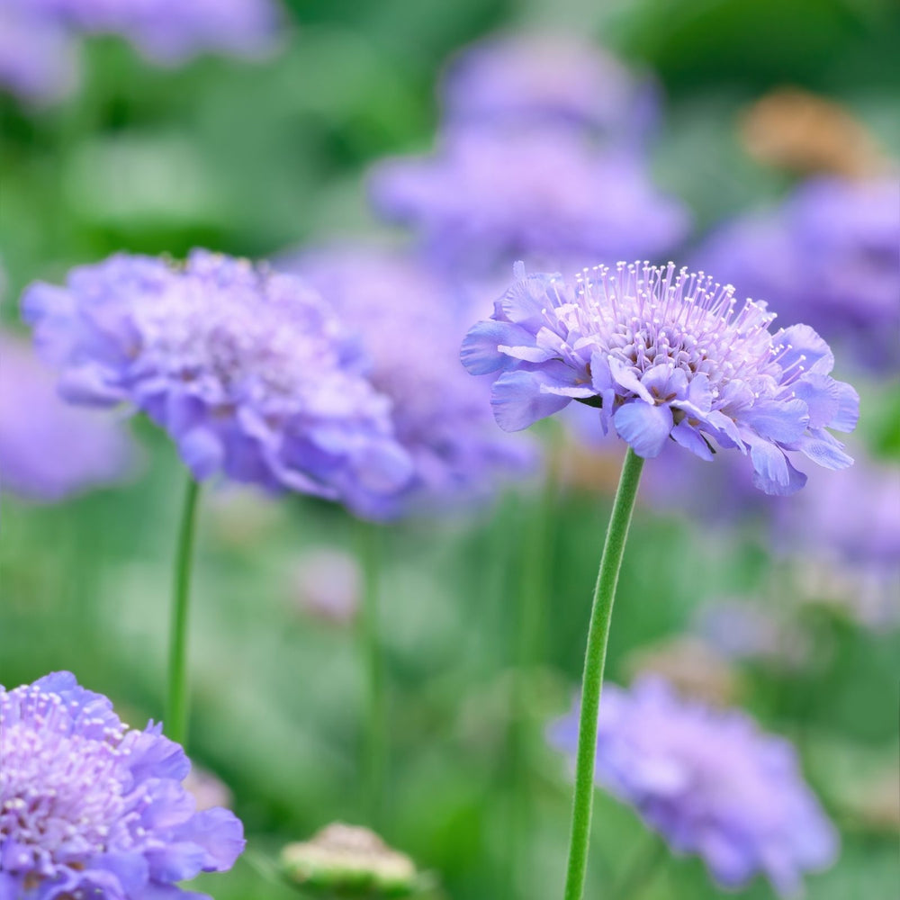 Scabiosa Butterfly Blue (Pincushion) | Two Live Perennial Plants | Non-GMO, Low Growth, Great for Edging, Blooms Spring to Fall
