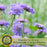 Scabiosa Butterfly Blue (Pincushion) | Two Live Perennial Plants | Non-GMO, Low Growth, Great for Edging, Blooms Spring to Fall