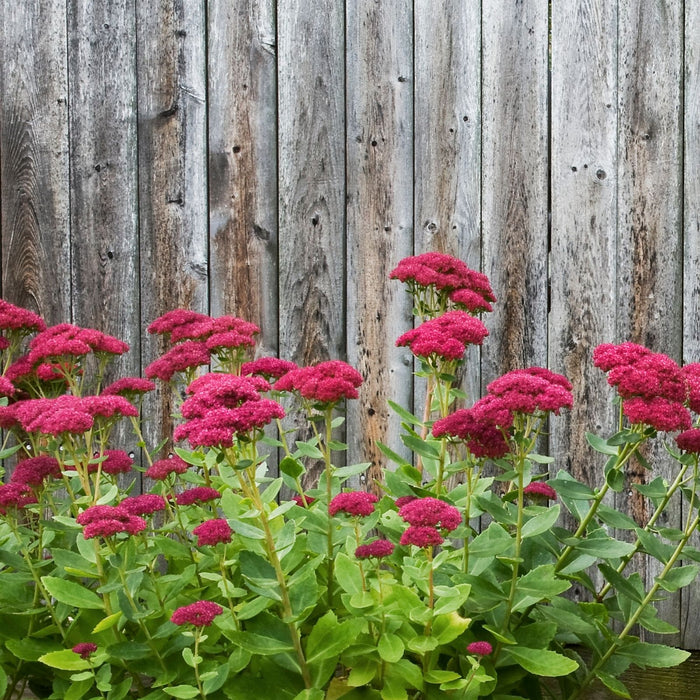 Sedum Autumn Fire | Two Live Perennial Plants | Non-GMO, Fall Flowers, Sturdy Stems, Butterfly Favorite, Rabbit Resistant