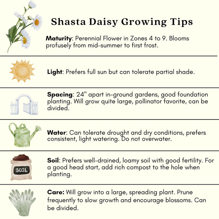 Shasta Daisy (Leucanthemum) | Two Live Plants | Non-GMO, Hardy Flowering Perennial, Pollinator Favorite
